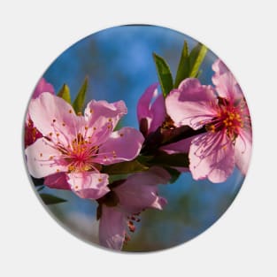 Peach Blossom. Pin