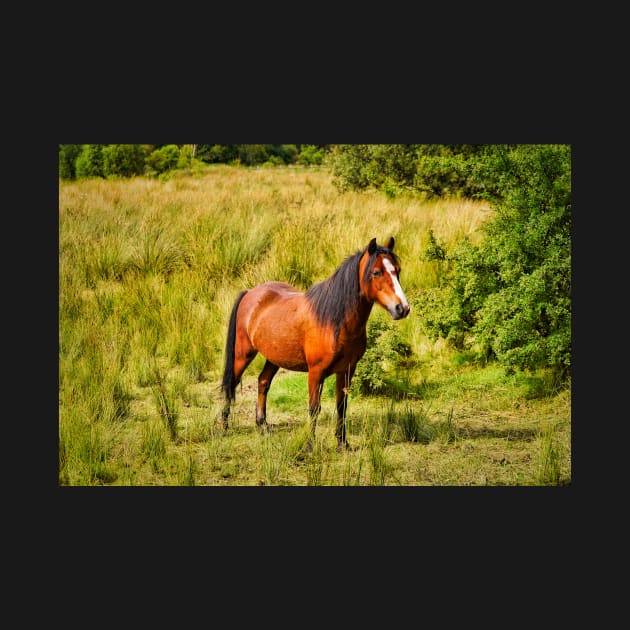 Beautiful Horse In Field - Equine Photography by Harmony-Mind