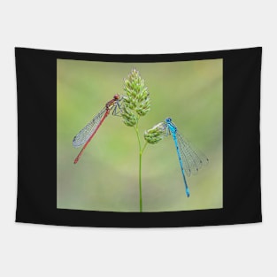 Large Red and Azure Damselflies on a Grass Stalk Tapestry