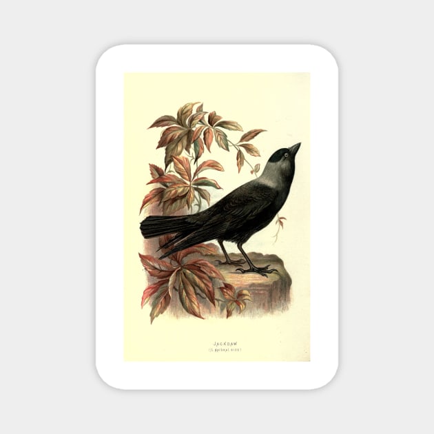 Jackdow Magnet by Jeramy's Store 1