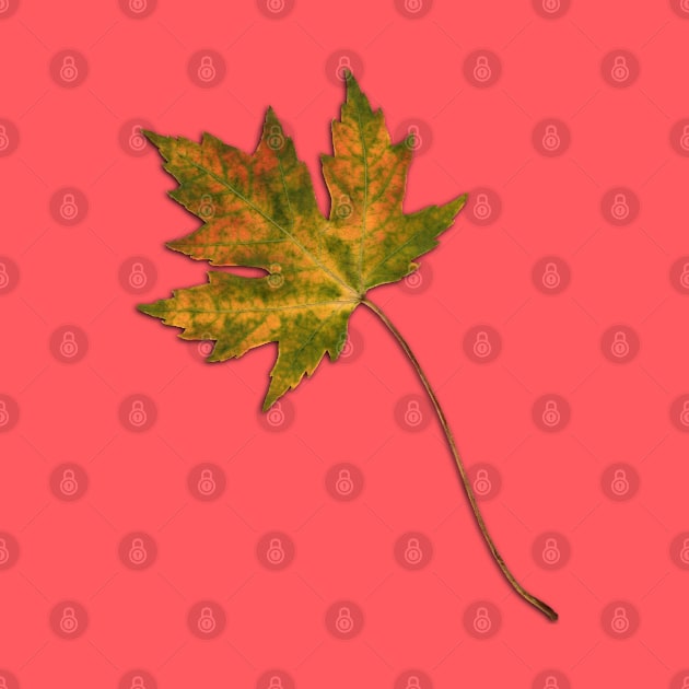 Maple leaf in autumn by Bwiselizzy