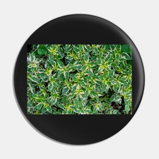 Coleus Plant Leaves Pin