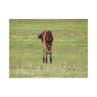 Wildlife gifts, wild horses, Eastern Sierra, California T-Shirt