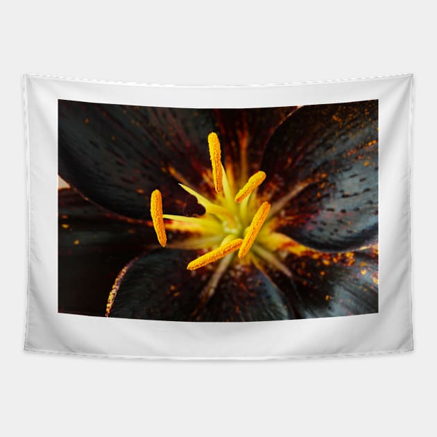 Lilium  'Lion Heart'  Lily  Asiatic lily Tapestry by chrisburrows