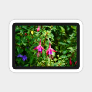 Fuchsia Flowers Closeup Magnet