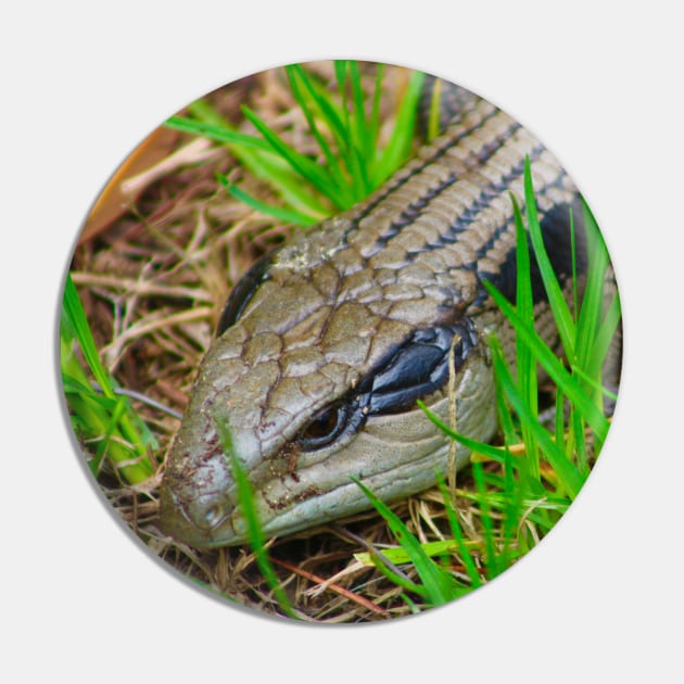 Blue Tongue Lizard enjoying the Sun! Pin by Mickangelhere1