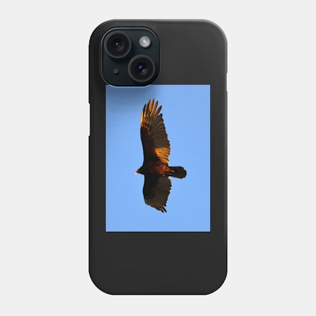 Turkey Vulture Phone Case by dltphoto