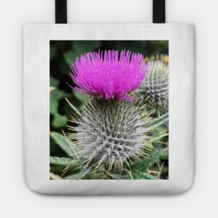 scottish thistle with beautiful purple head Tote