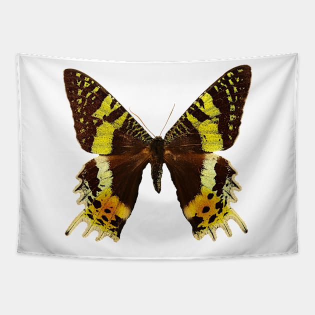 Beautiful Madagascan sunset moth Tapestry by Blue Butterfly Designs 