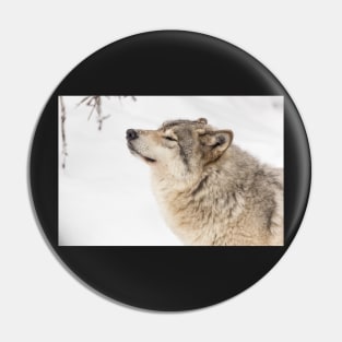 Timber wolf in winter Pin