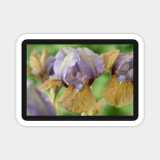 Iris  &#39;Hocus Pocus&#39;  Standard Dwarf Bearded iris Magnet