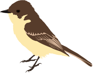 Eastern phoebe Magnet