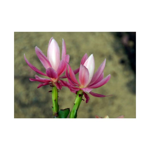 Cacti - Magpie Springs - Adelaide Hills Wine Region - Fleurieu Peninsula - South Australia by MagpieSprings