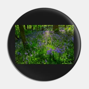 Evening Light in the Durham Bluebell Wood Pin