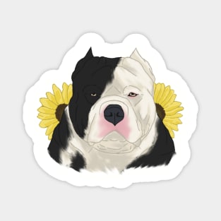 Black Pied American Bully with Sunflowers Magnet