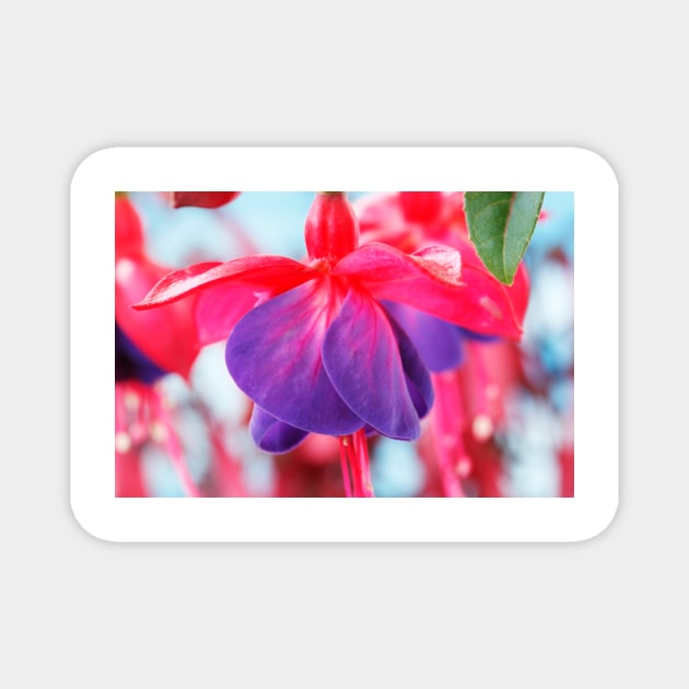 Fuchsia  'Army Nurse' Magnet by chrisburrows