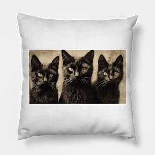 Black cats Pillow