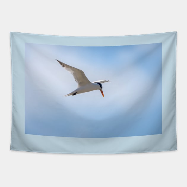 Royal Tern In Flight Tapestry by Debra Martz