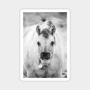 Yawning horse, sticking tongue out Magnet