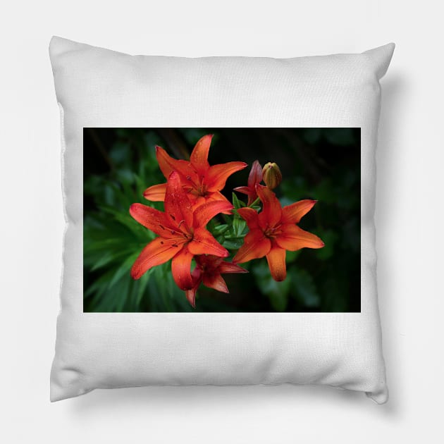 Lily Pillow by Jim Cumming