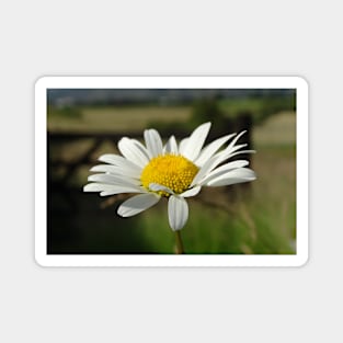 Ox Eye Daisy Magnet