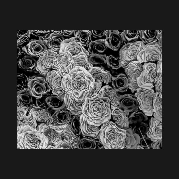 Black and White Roses by Klssaginaw