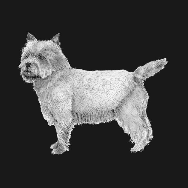 Cairn terrier by doggyshop