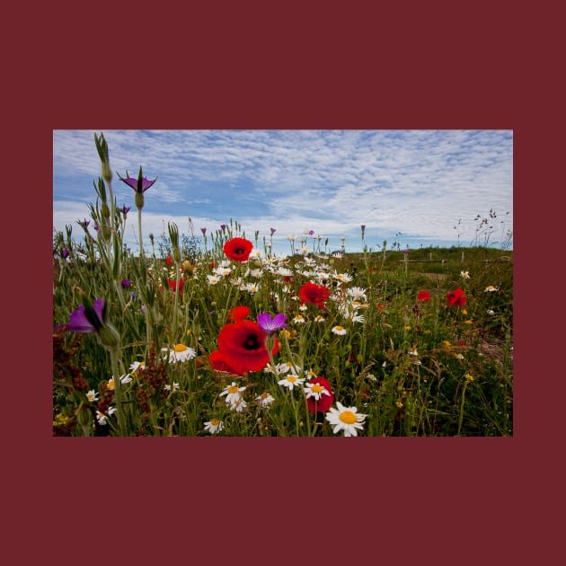 English Wild Flowers by Violaman