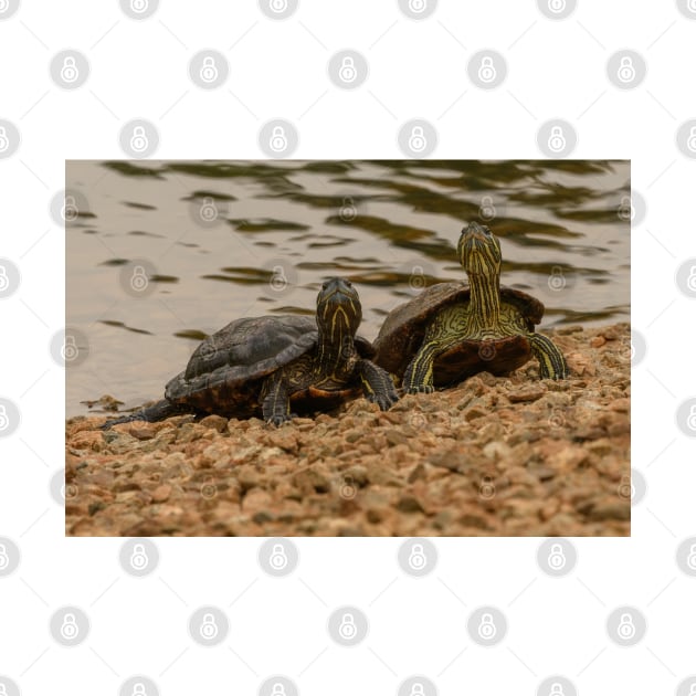 Red-eared Sliders by fotoWerner