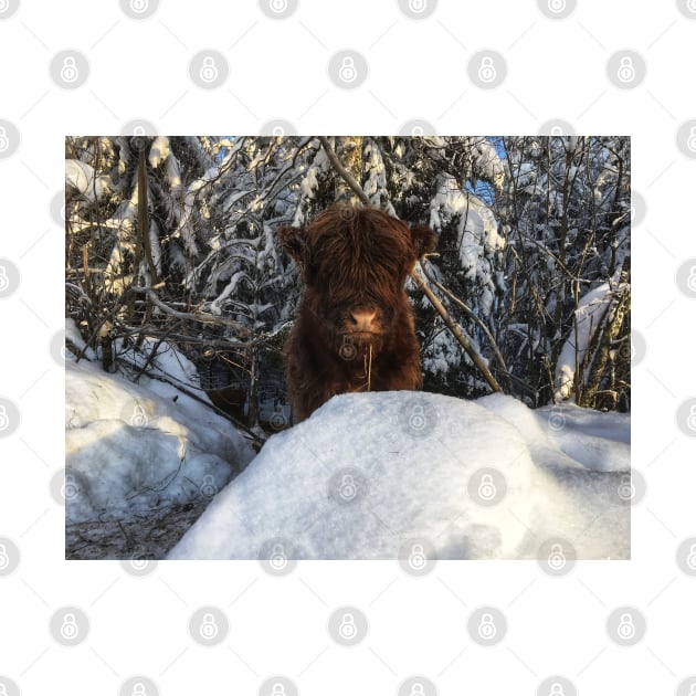 Scottish Highland Cattle Calf 1903 by SaarelaHighland