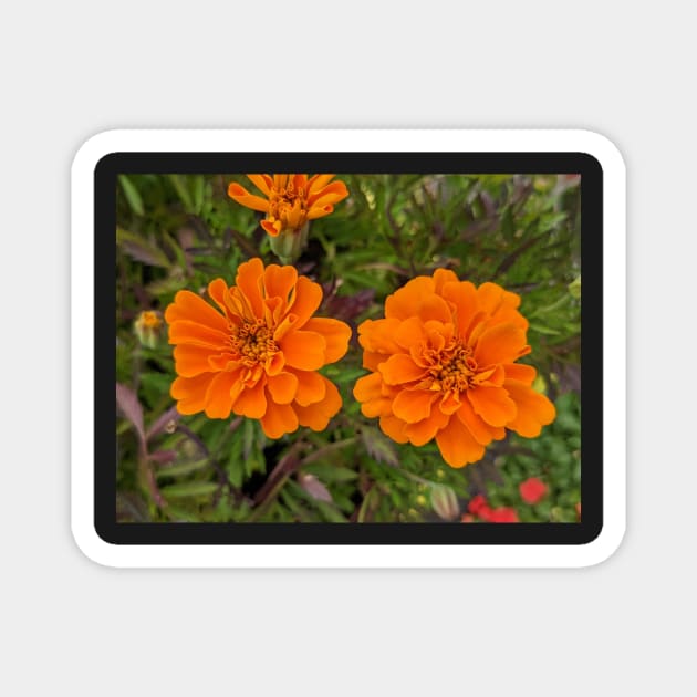 Pair of Orange Flowers Photographic Image Magnet by AustaArt