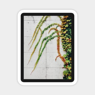Green Ivy Growning on Grey Urban Concrete Wall Magnet