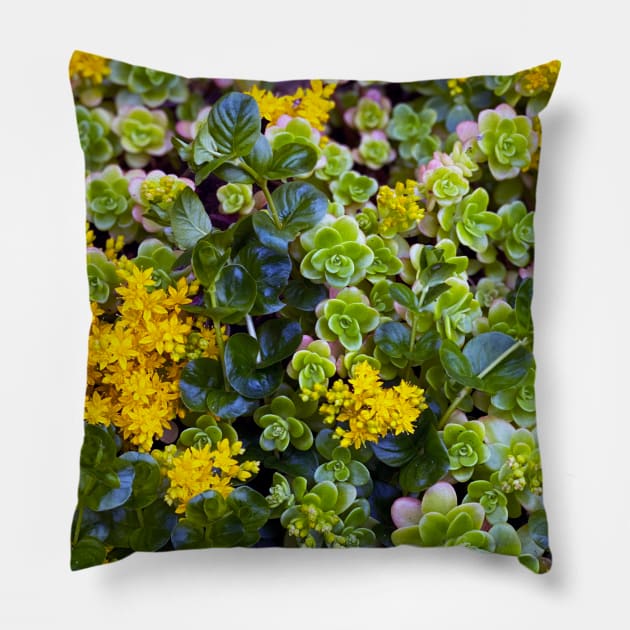 Stonecrops in Spring Pillow by Nicholas Lee