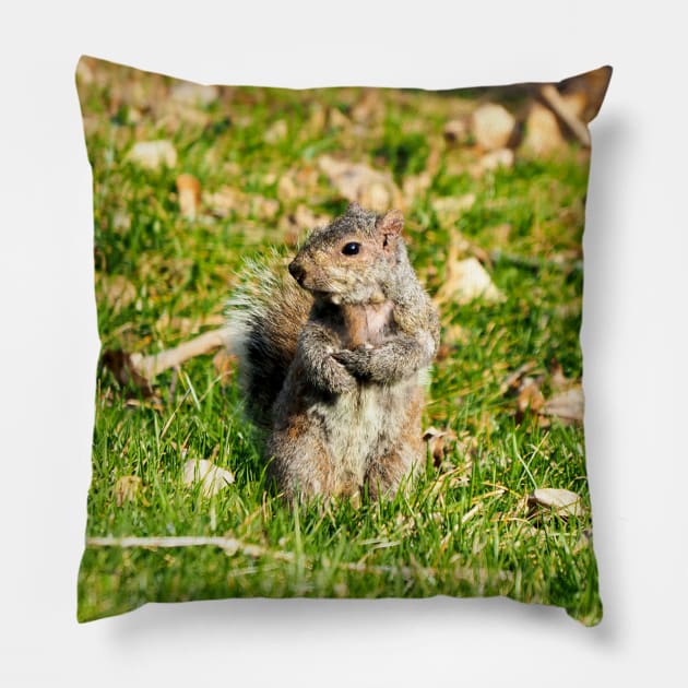 A Squirrel Crossing Its Arms Pillow by BackyardBirder