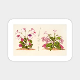 Sinningia concinna - Botanical Illustration Magnet