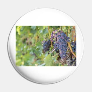 Okanagan Vineyard Red Wine Grapes Pin