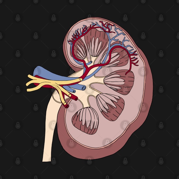 Kidney anatomy by Carries Design 