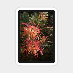 Grevillea - by Avril Thomas Magnet