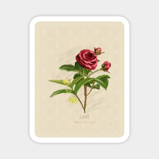 June Flower Birth Month Illustration Magnet