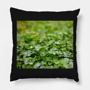 Clover field Pillow