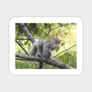 Eastern Gray Squirrel, Wildlife Photography, Wild Animals Magnet