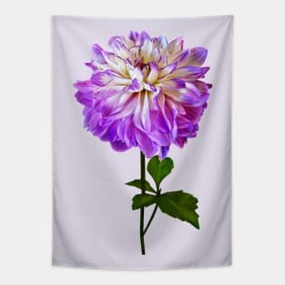 Pale Pink and White Dahlia Tapestry