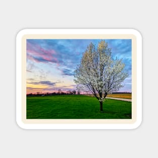 Pear Tree Sunset Magnet