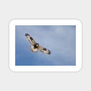 Rough-legged hawk Magnet