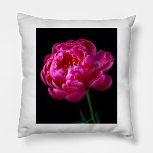 Pink Peony In Full Bloom Pillow