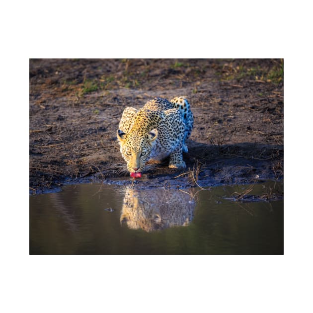 Leopard (Panthera pardus) drinking by GrahamPrentice