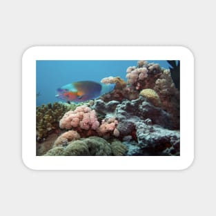parrotfish in the coral reef Magnet
