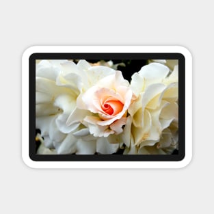 Fading Roses Magnet