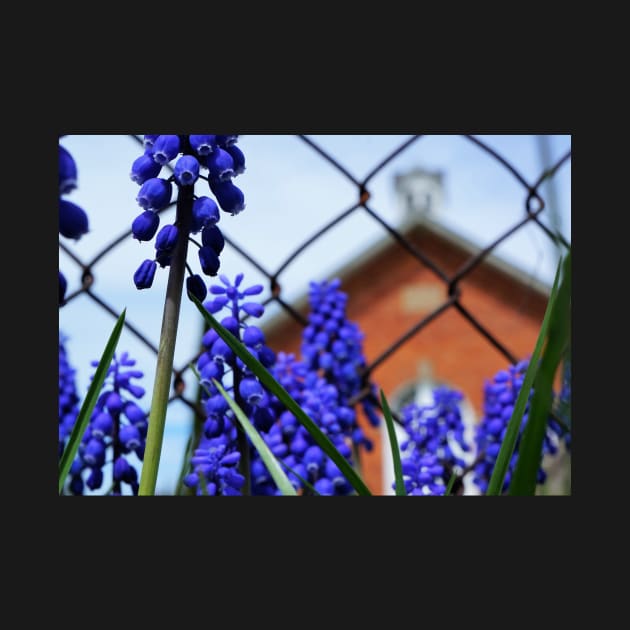 Grape Hyacinth at the Red Brick Schoolhouse by 1Redbublppasswo