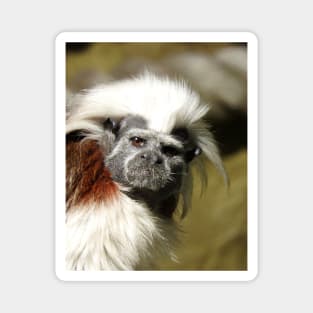 Cotton-top Tamarin Magnet